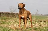 RODESIAN RIDGEBACK 032